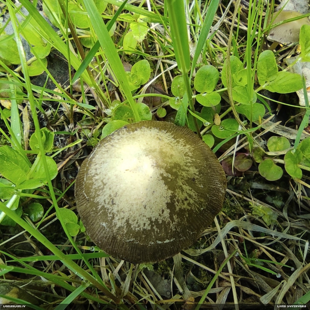 Spīgulīte (nenoteikta)