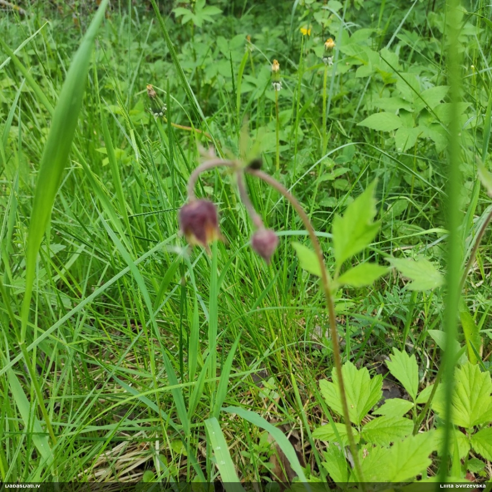 гравилат речной