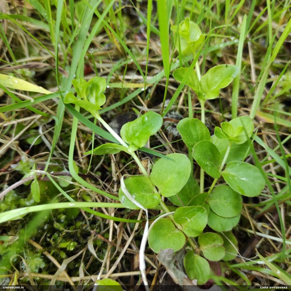 вербейних монетный