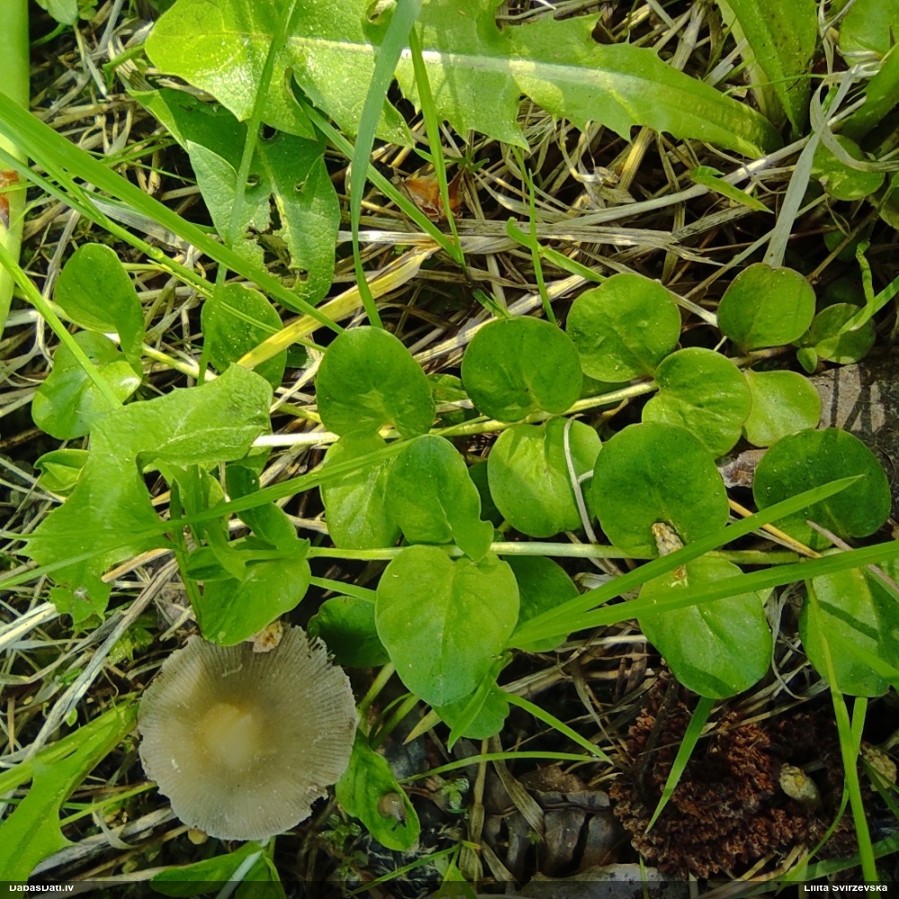 вербейних монетный