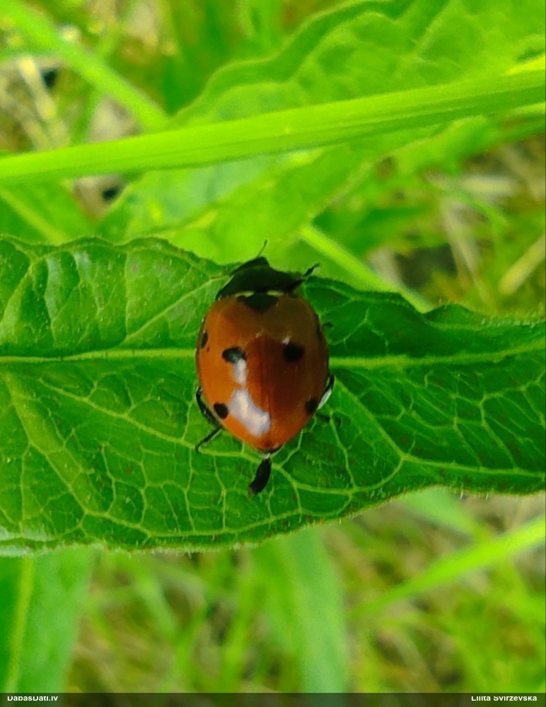 Septiņpunktu mārīte