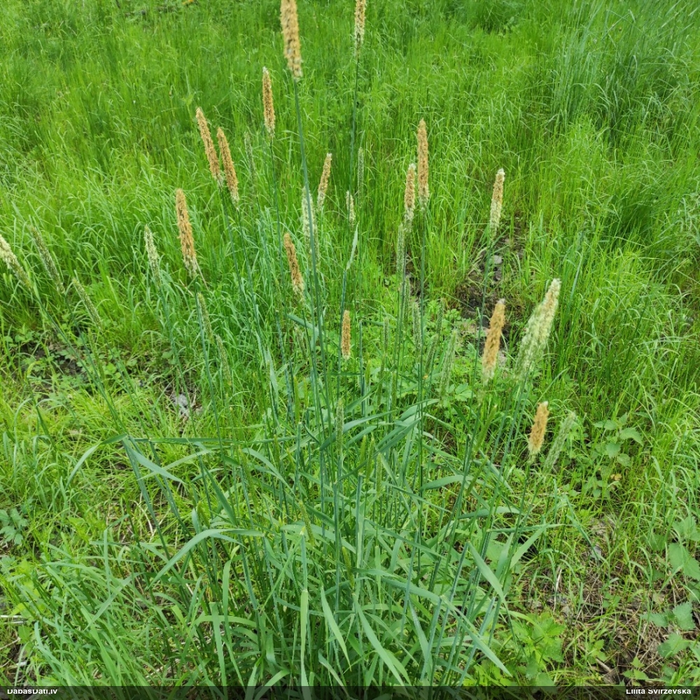 лисохвост луговой