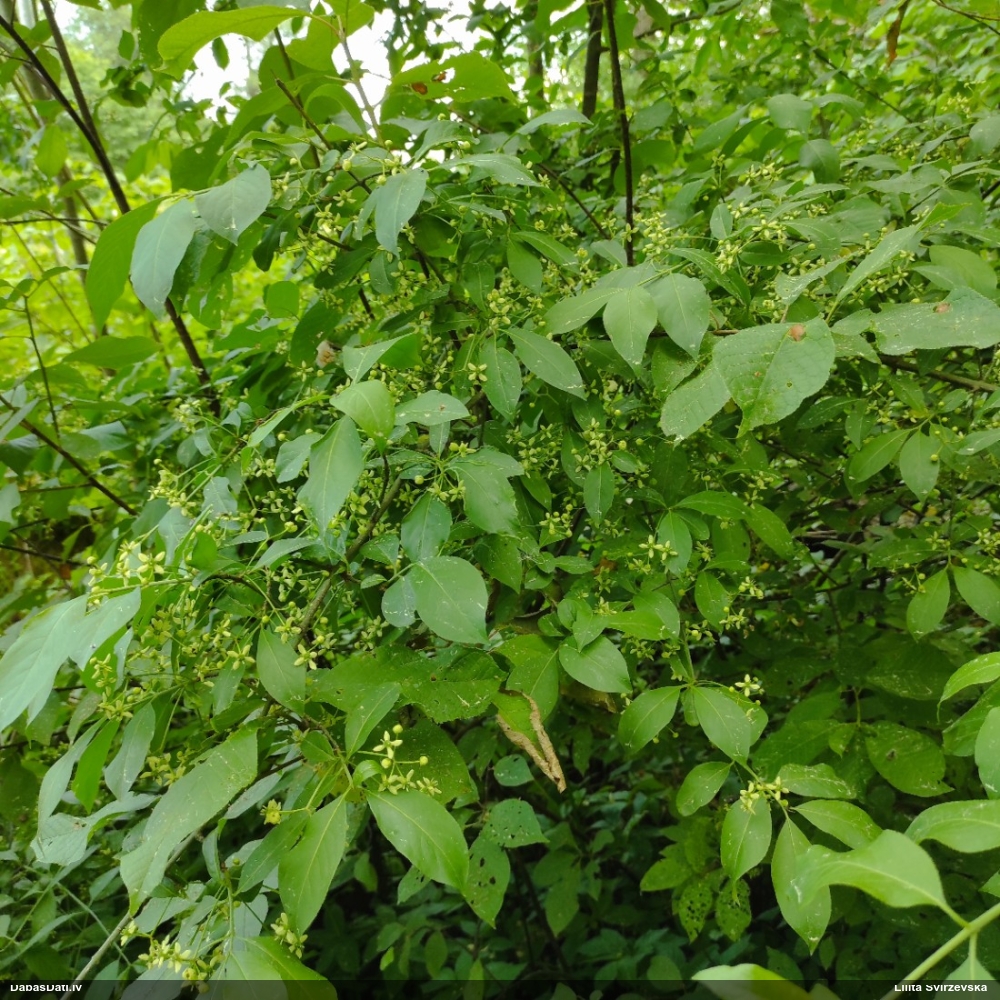 бересклет европейский