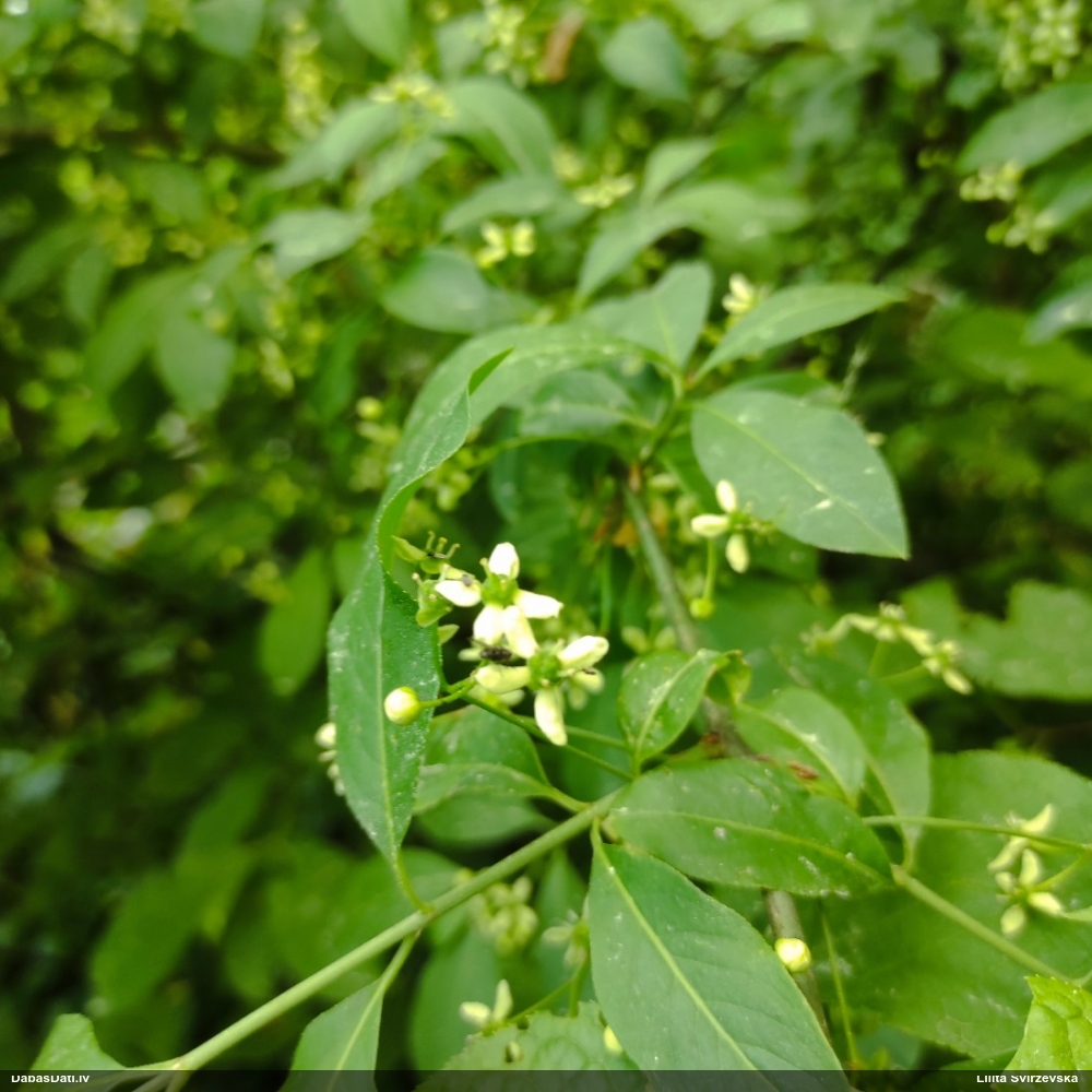 бересклет европейский