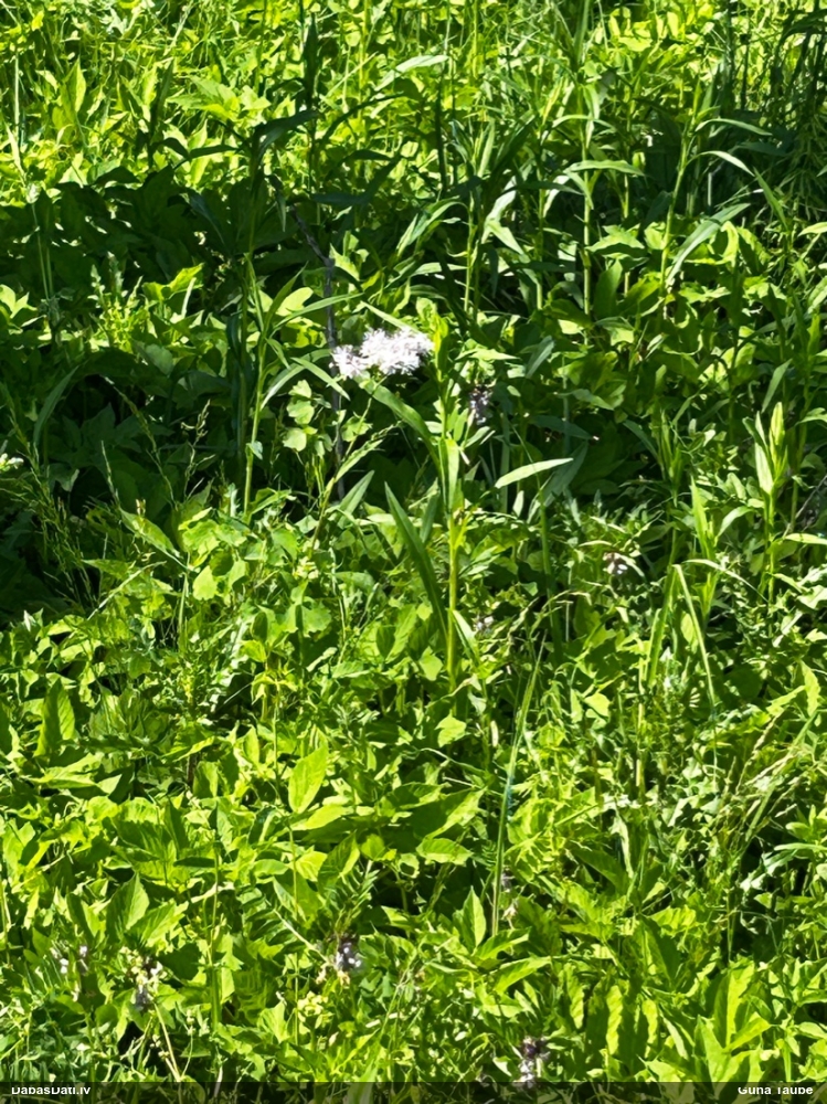 василистник водосборолистный