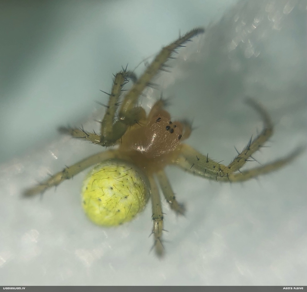 Krusta zirneklis Araniella sp.