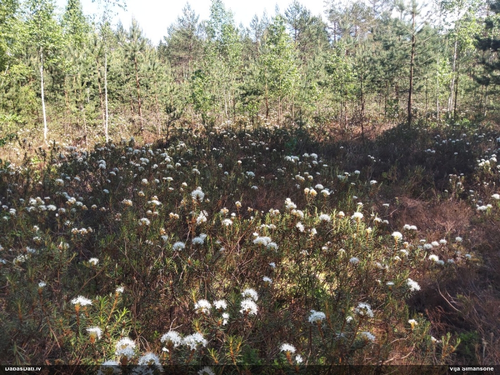 багульник болотный