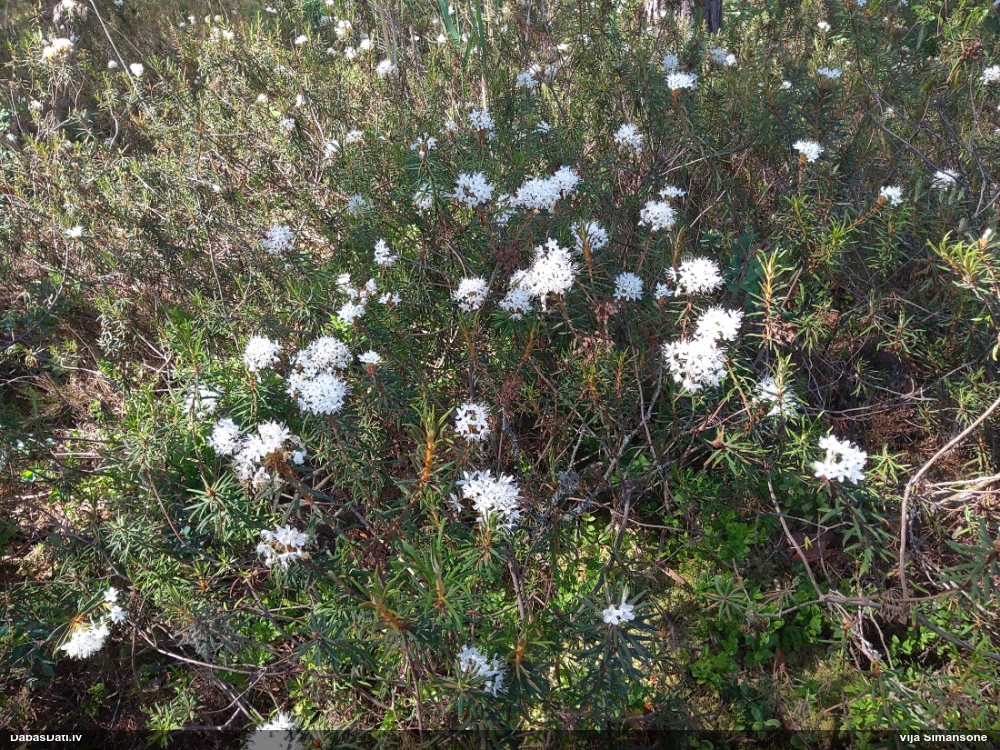 багульник болотный
