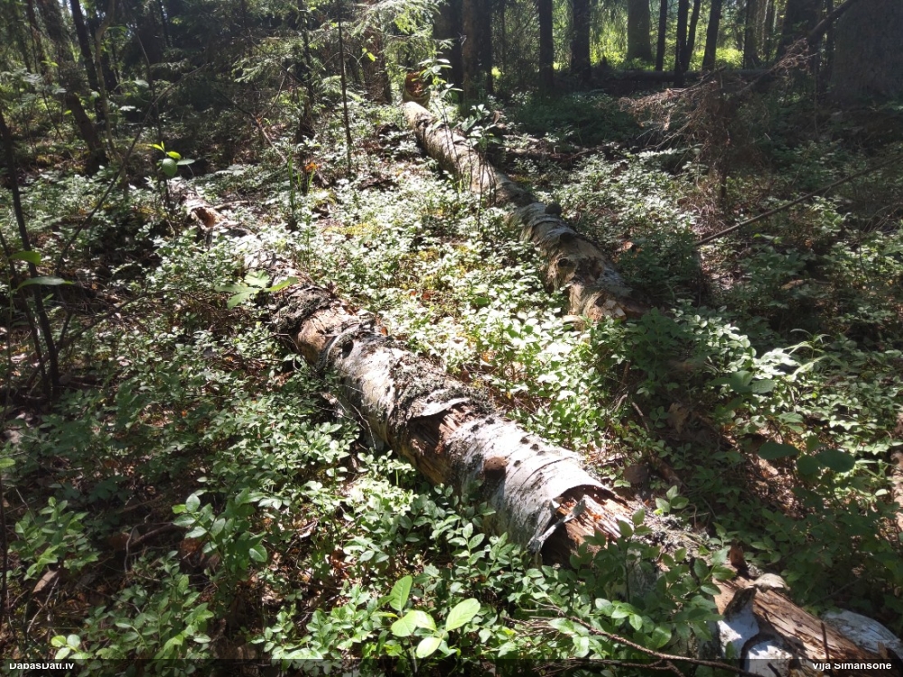 Neīstais pūpēdis, parastais gļotpūpēdis