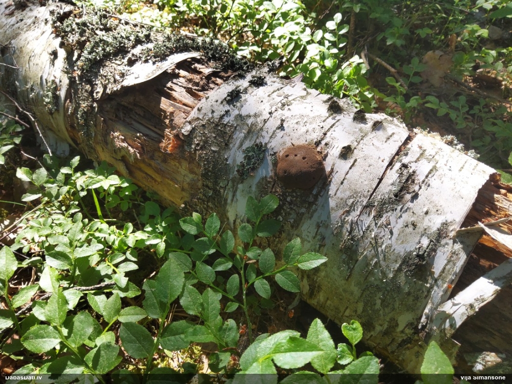 Neīstais pūpēdis, parastais gļotpūpēdis