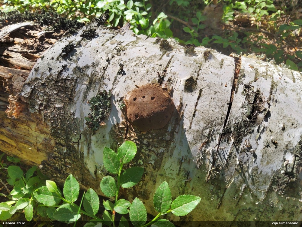 Neīstais pūpēdis, parastais gļotpūpēdis