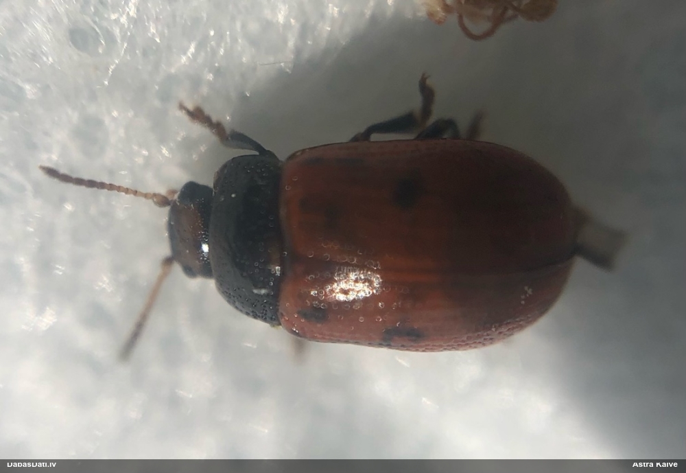 Lapgrauzis Gonioctena sp.