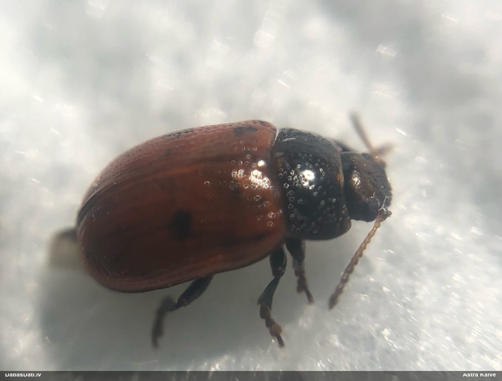 Lapgrauzis Gonioctena sp.