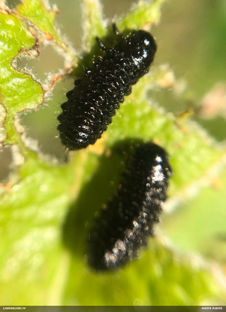 Alkšņu zilais lapgrauzis