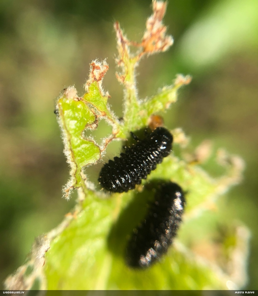 Alkšņu zilais lapgrauzis