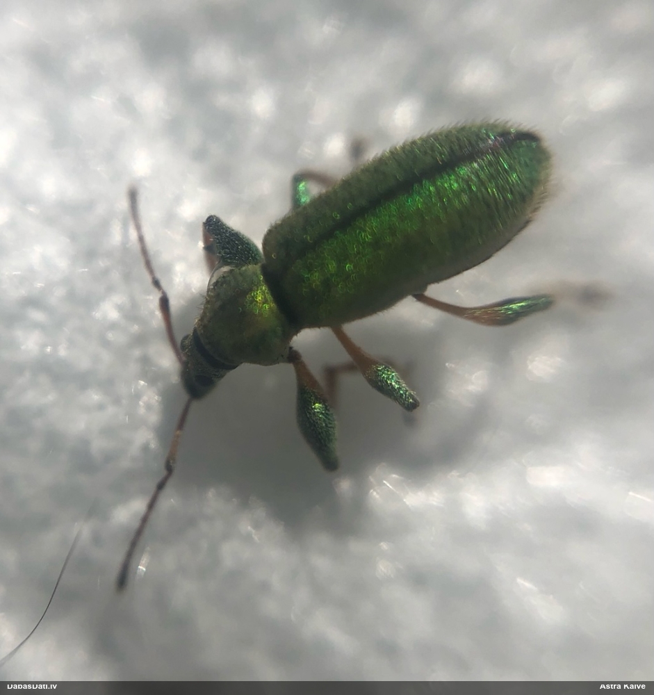 Smecernieks Phyllobius sp.