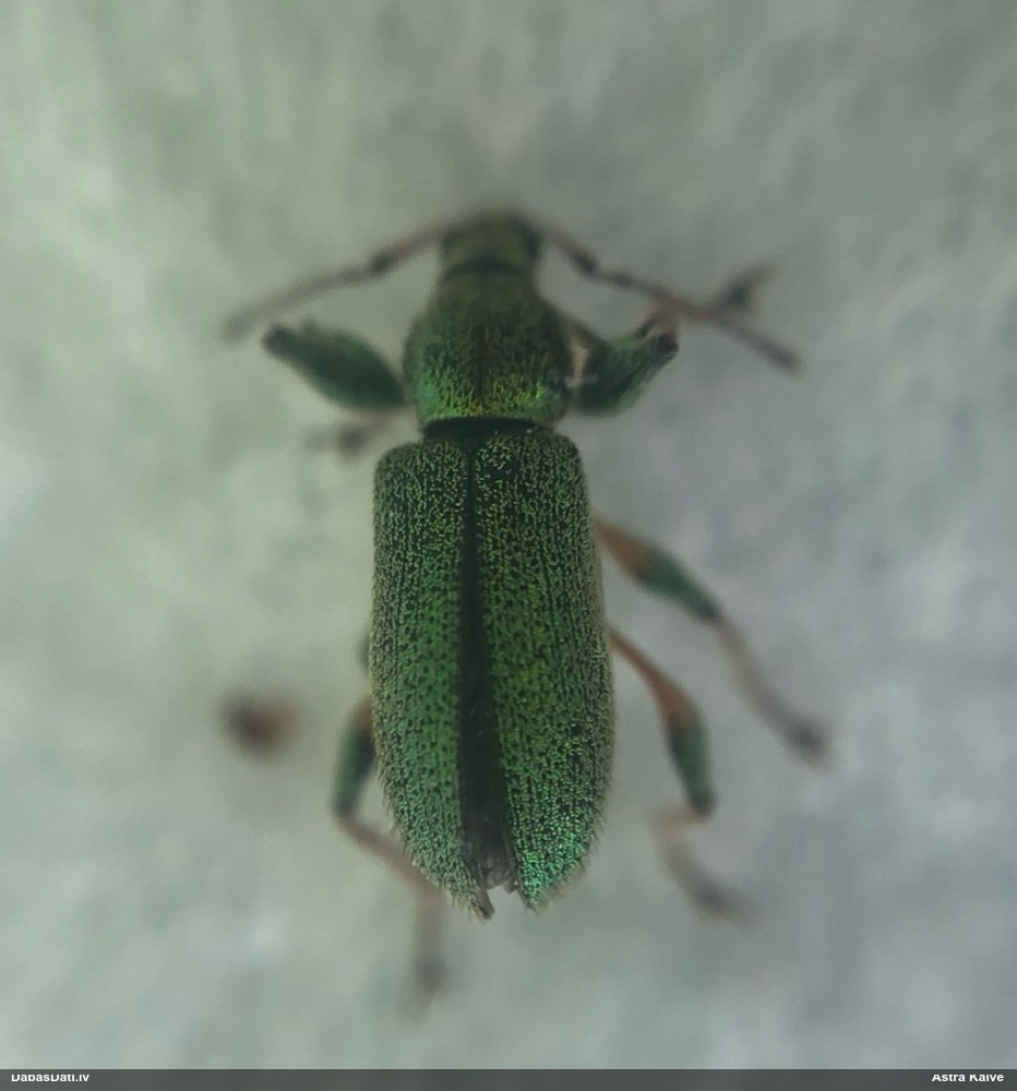 Smecernieks Phyllobius sp.