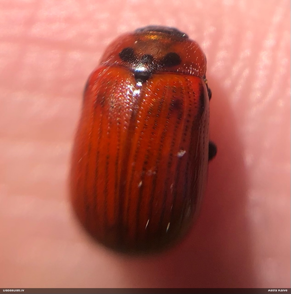 Lapgrauzis Gonioctena viminalis