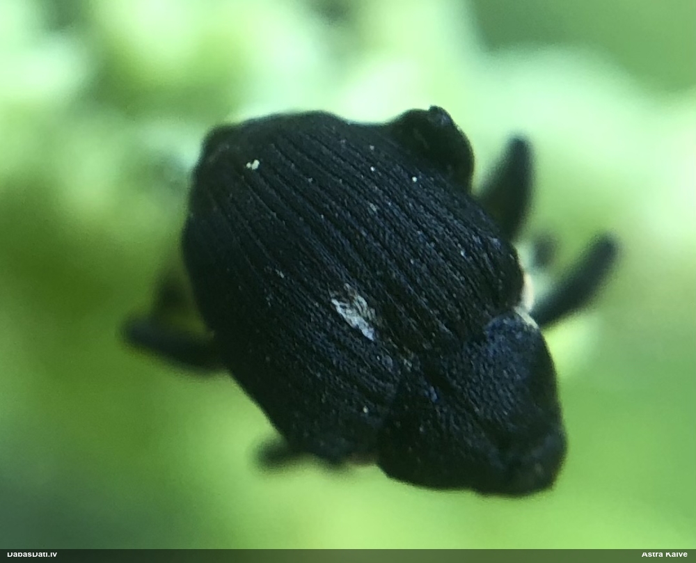 Smecernieks Mononychus punctumalbum