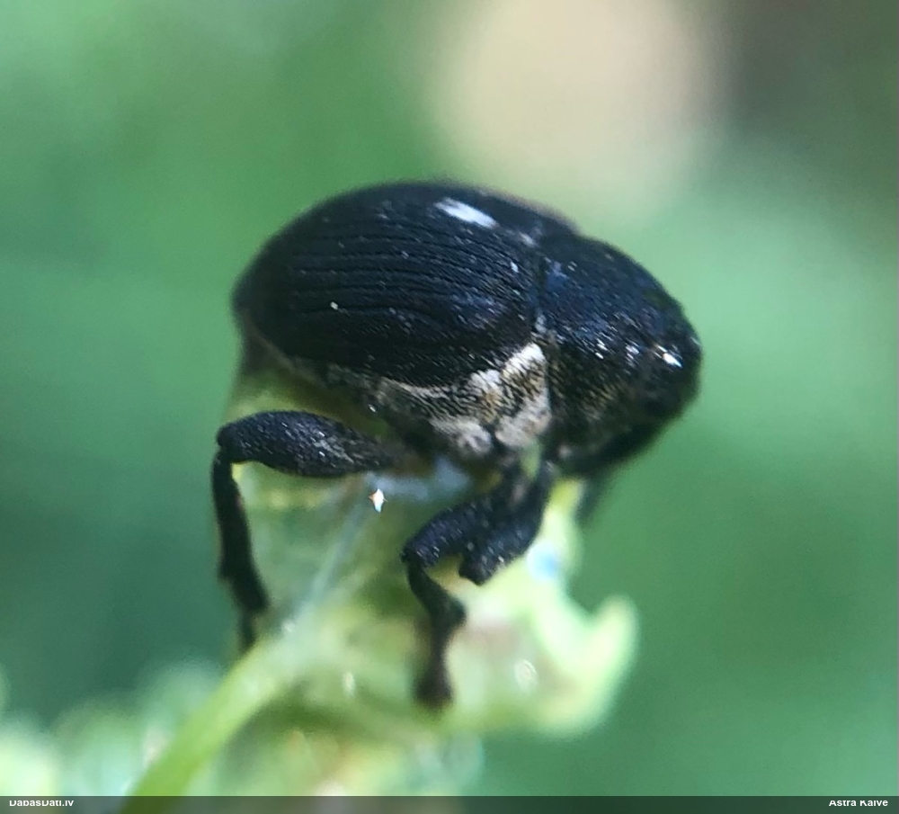 Smecernieks Mononychus punctumalbum