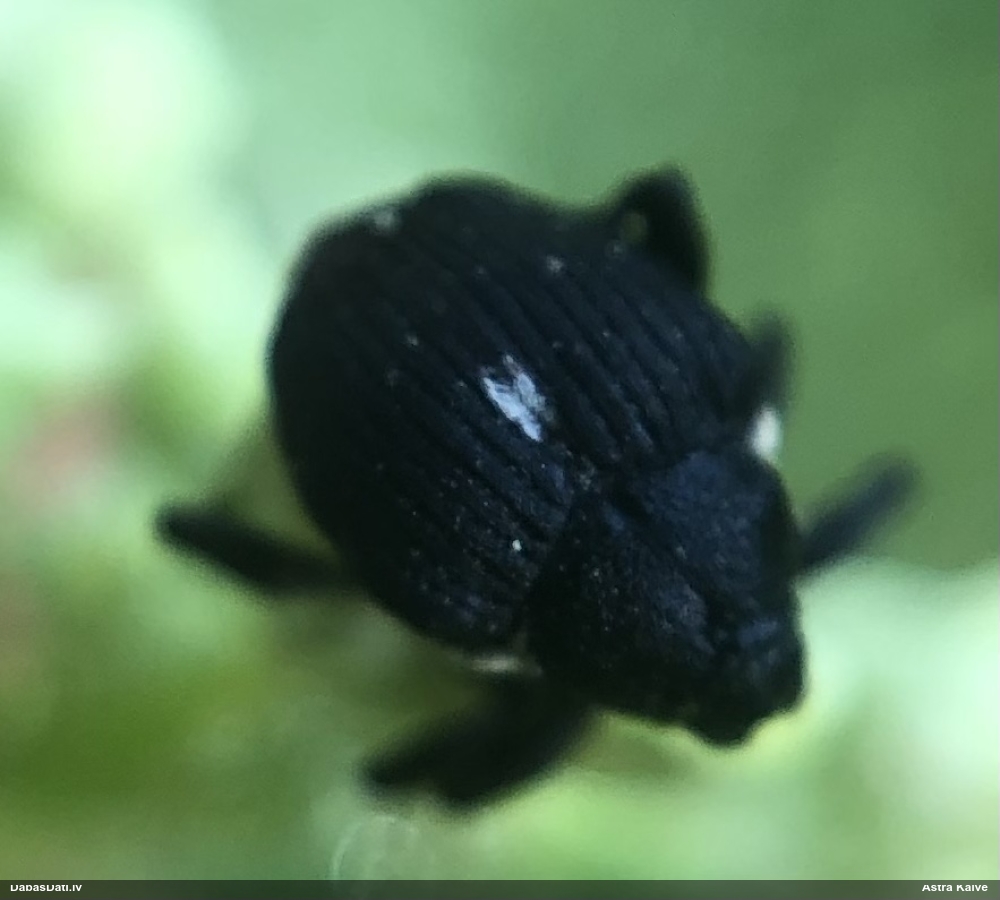 Smecernieks Mononychus punctumalbum