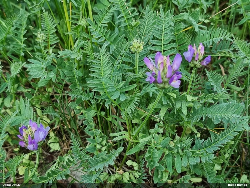 астрагал датский