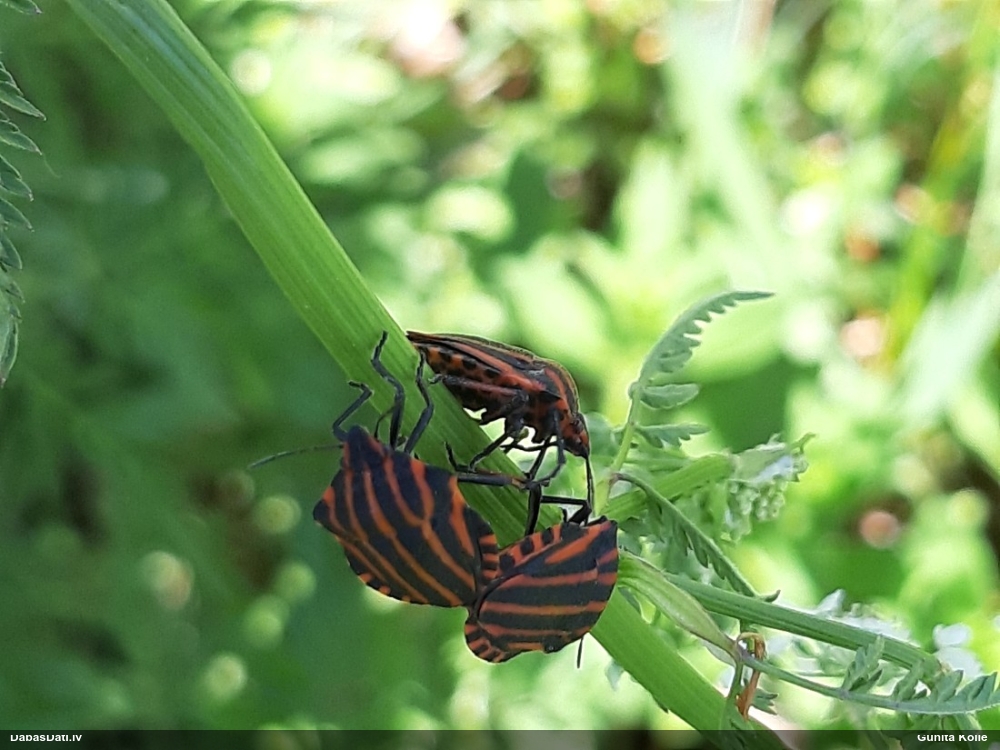 Svītrainā vairogblakts