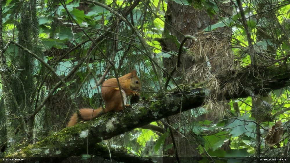 обыкновенная белка