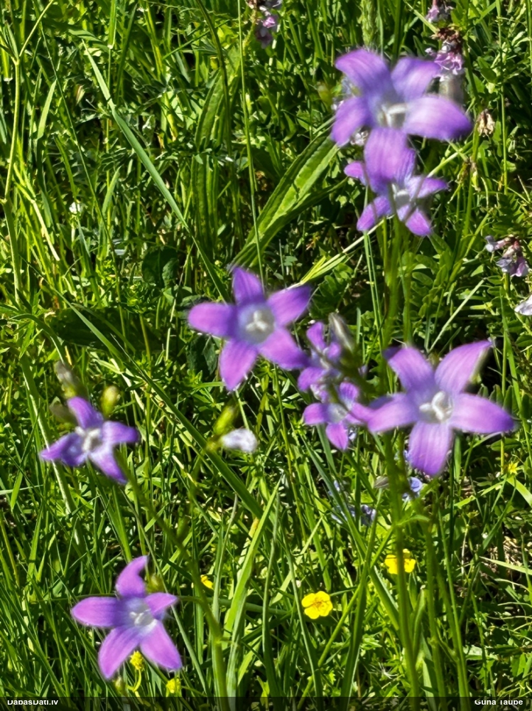 колокольчик раскидистый