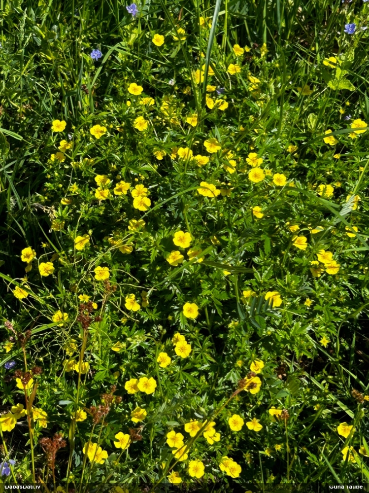 лапчатка прямостоящая