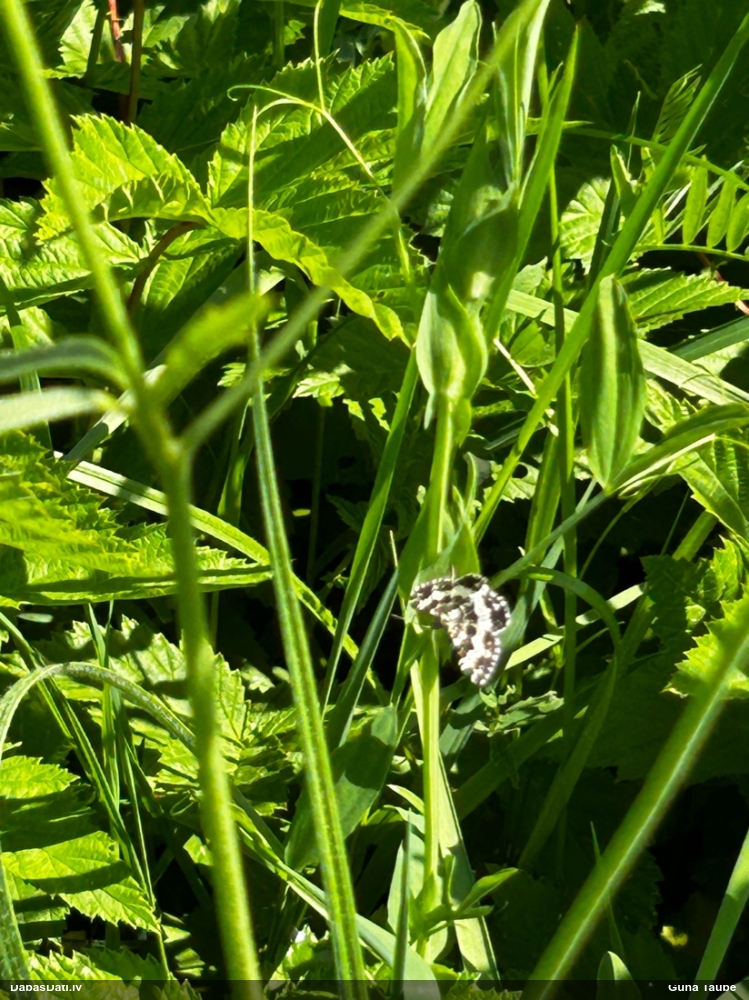 Melnbaltais lapsprīžmetis (nenoteikts)