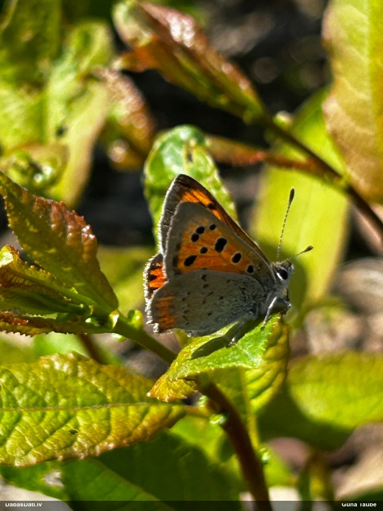 Parastais zeltainītis