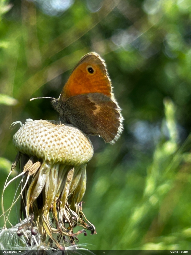 Parastais sīksamtenis