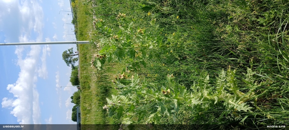 белена черная