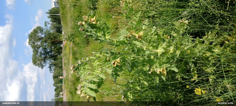 белена черная