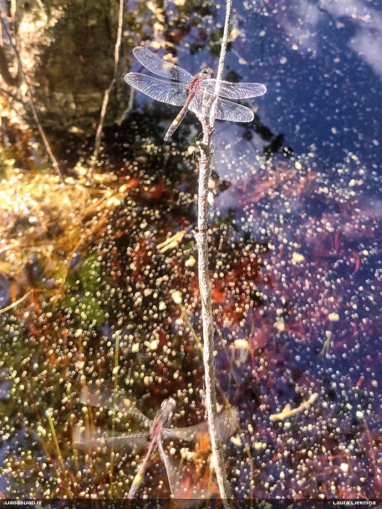 Spilgtā purvuspāre