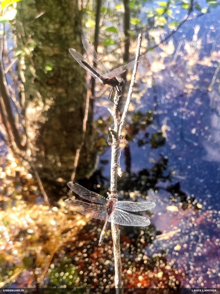 Spilgtā purvuspāre