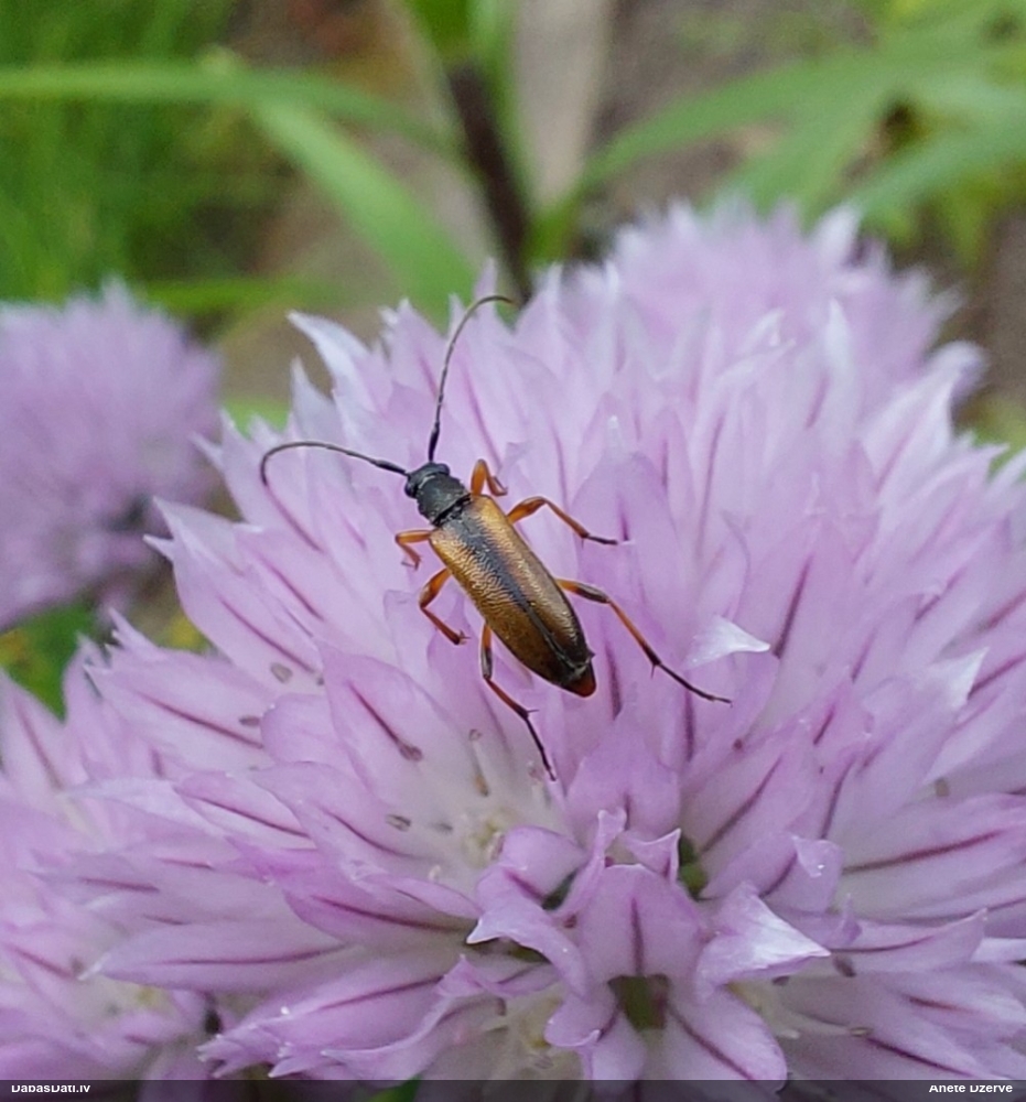 Koksngrauzis Alosterna tabacicolor
