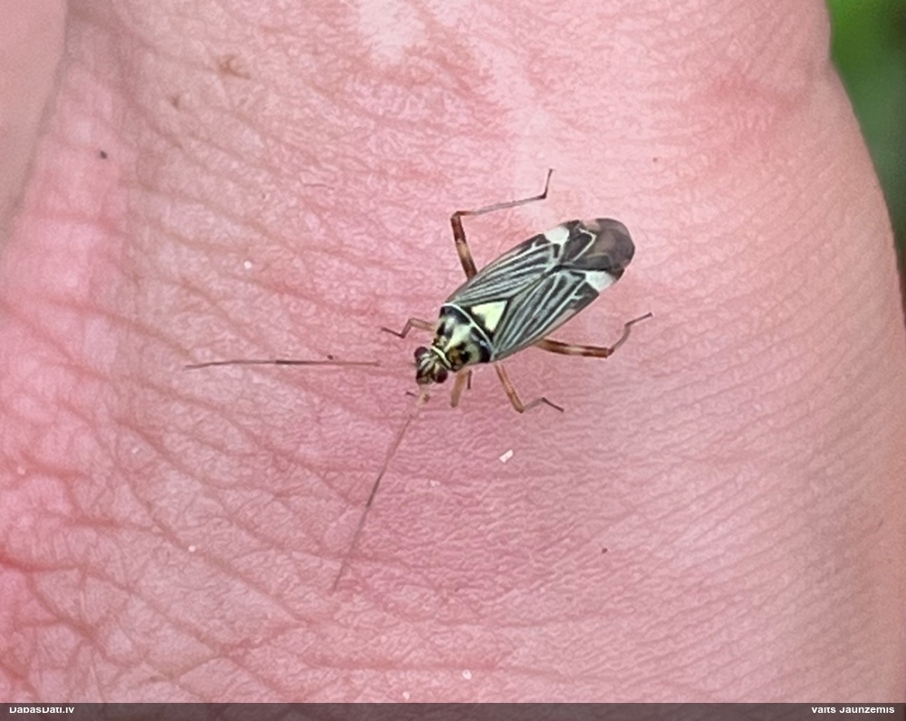 Mīkstblakts Rhabdomiris striatellus