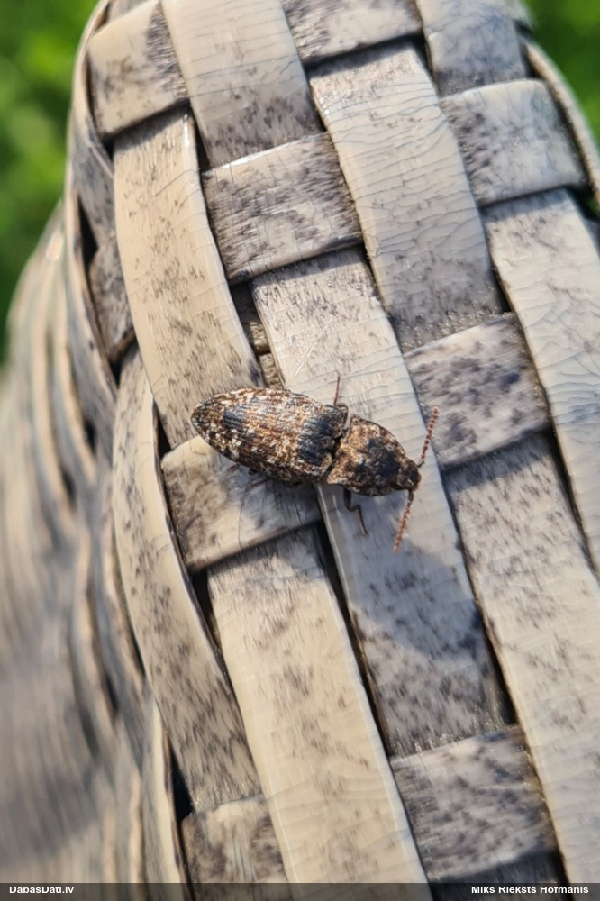 Sprakšķis Agrypnus murinus