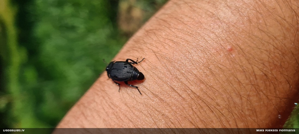 Līķvabole Silpha obscura
