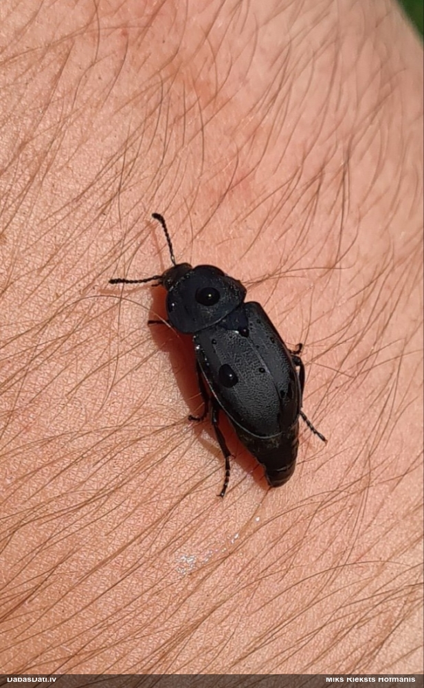 Līķvabole Silpha obscura