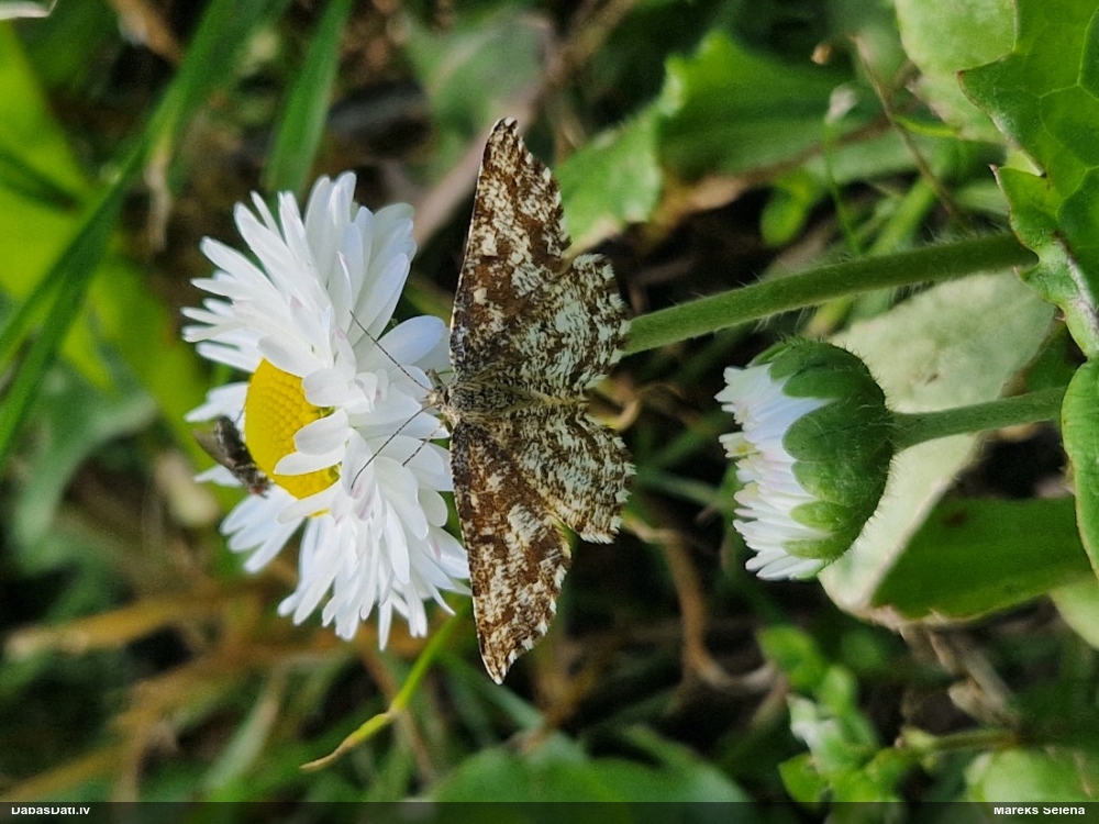 Brūnais viršu sprīžmetis