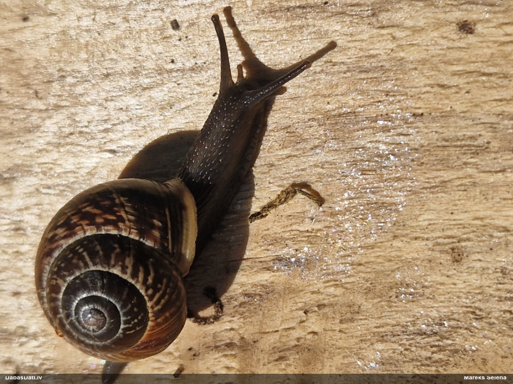 улитка древесная