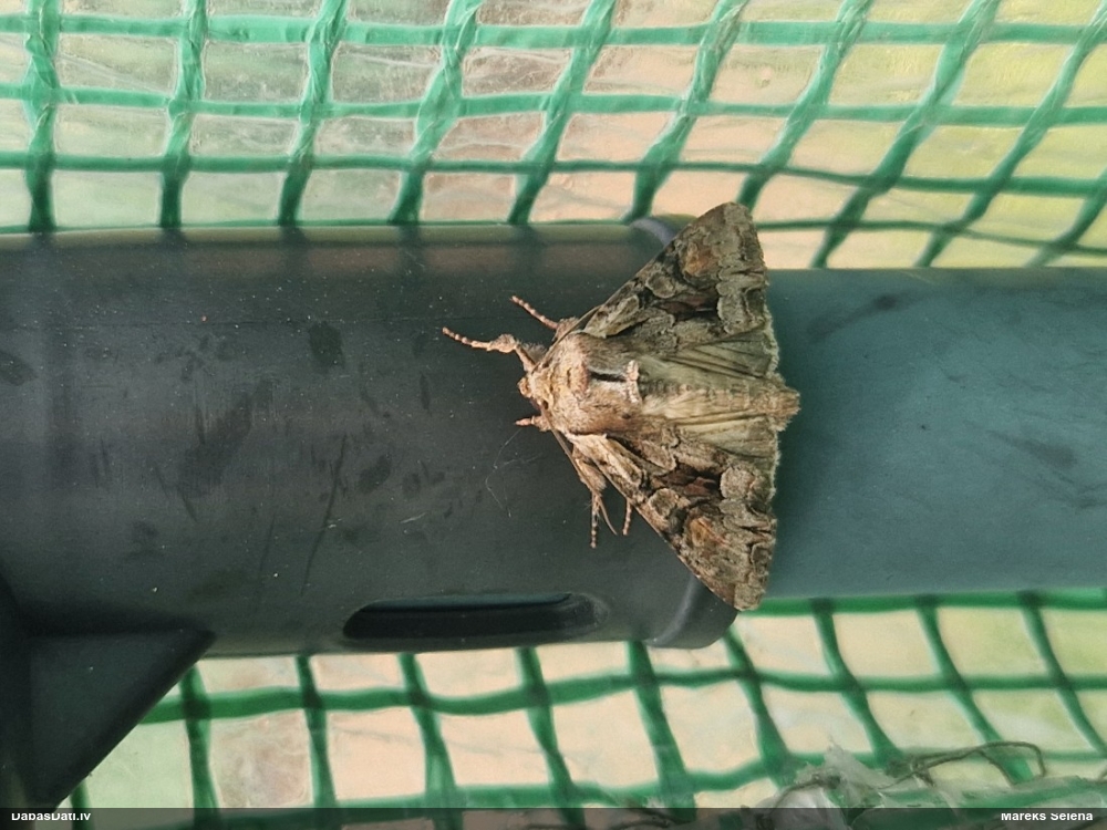 Irbuleņu dārzpūcīte