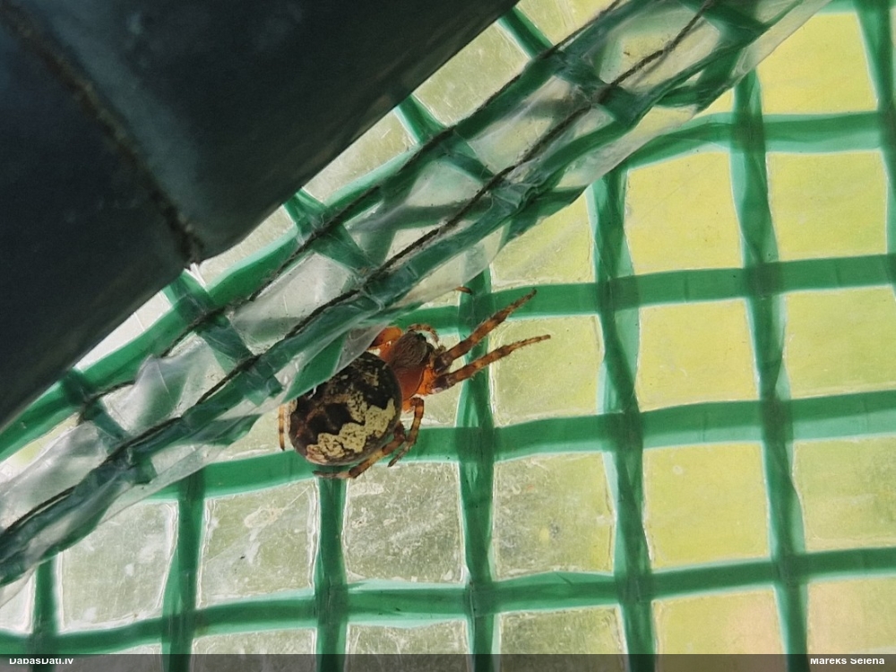 Riteņzirneklis Larinioides cornutus