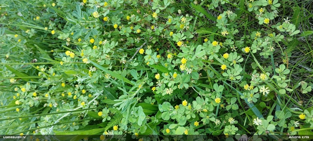 клевер сомнительный