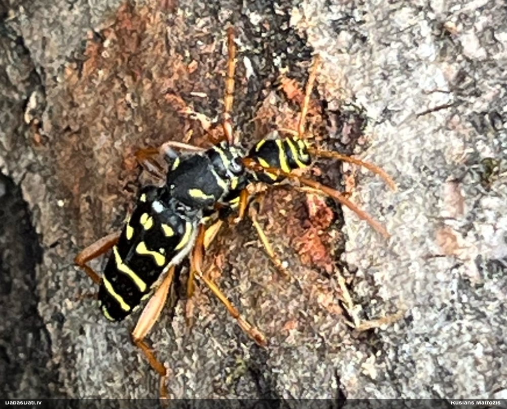 Koksngrauzis Plagionotus arcuatus