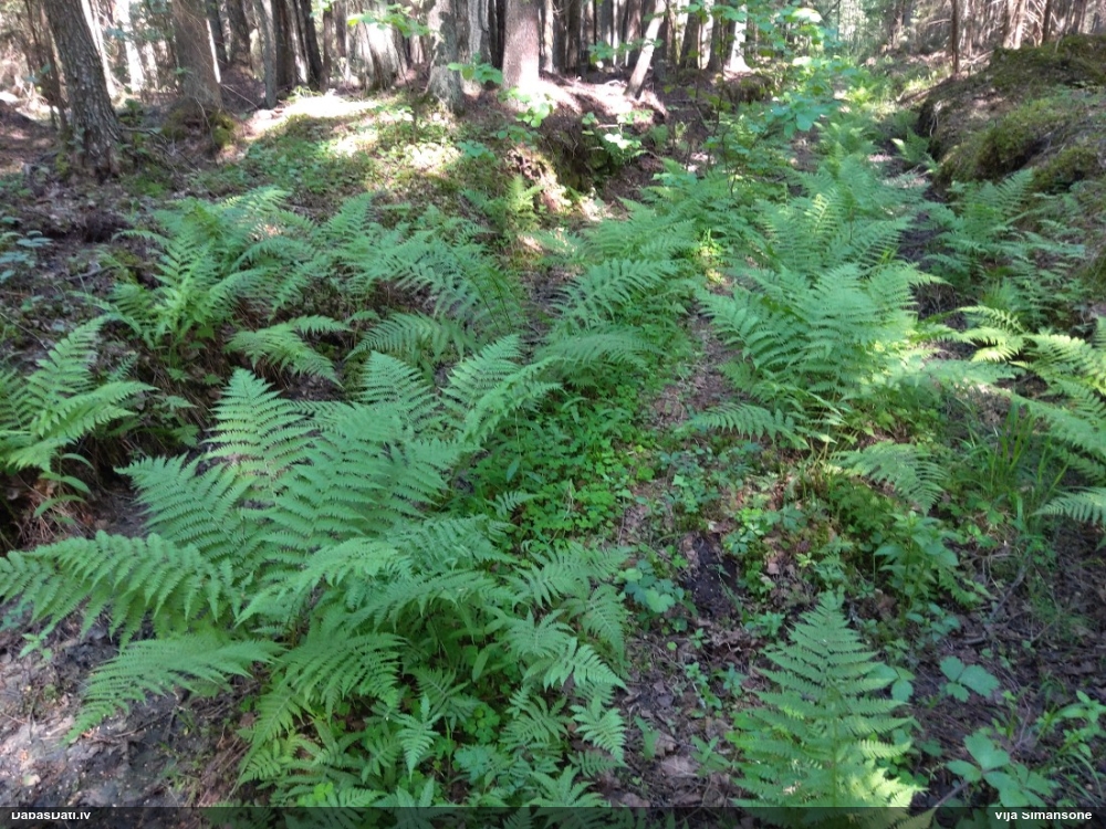 кочедыжник женский