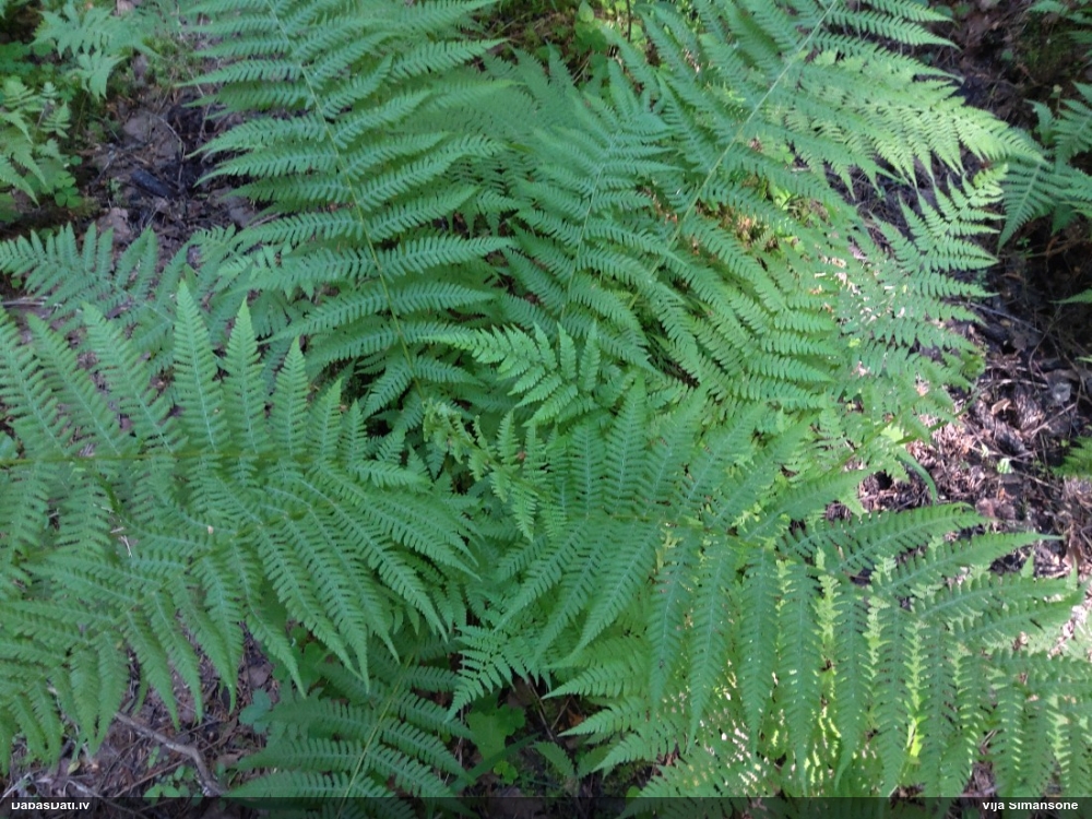 кочедыжник женский